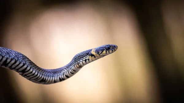 Cobra de grama Natrix natrix close-up — Fotografia de Stock