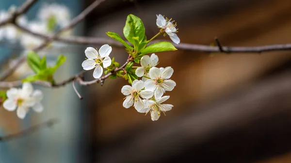 White blooming fruit tree — Stock Photo, Image