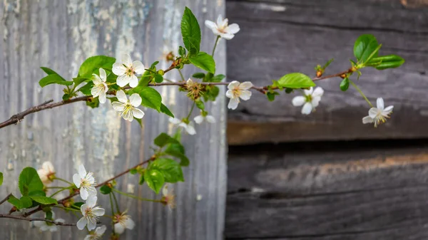 White blooming fruit tree — Stock Photo, Image