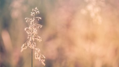 Bahar çimen arka plan