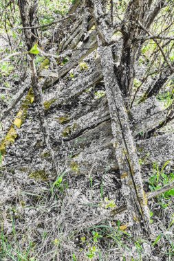 Çökmüş çit çim ve çalılar ile büyümüş