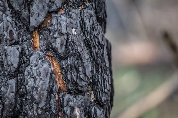 Hintergrund verbrannte Rinde eines Baumes — Stockfoto