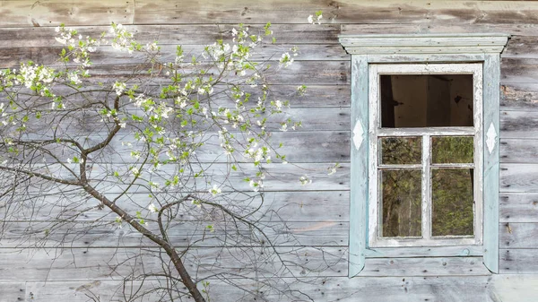 Vieille maison en bois avec arbre fruitier en fleurs — Photo