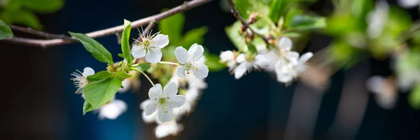 Arbre fruitier à fleurs blanches — Photo