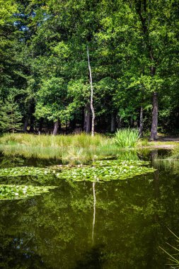 Hollanda 'da küçük bir orman.