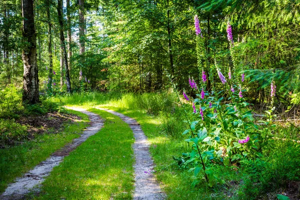 Красочный солнечный лес с фиолетовыми цветами — стоковое фото