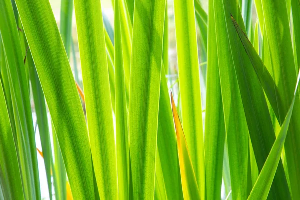 Bakgrund med gröna blad — Stockfoto