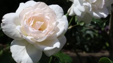 Rüzgarda beyaz gül