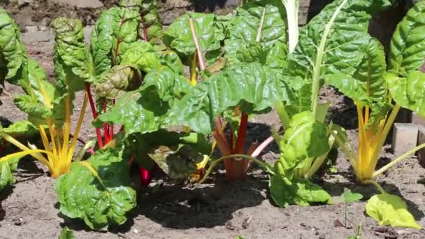 Městská zeleninová zahrada — Stock video