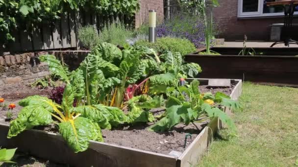 Kentsel sebze bahçesi — Stok video