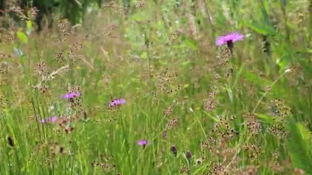 Wild paarse bloemen — Stockvideo