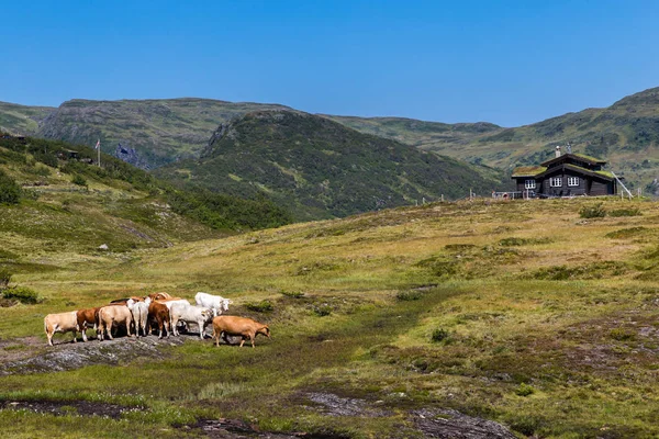 Vacas a lo largo de Gaularfjellet en Noruega — Foto de Stock