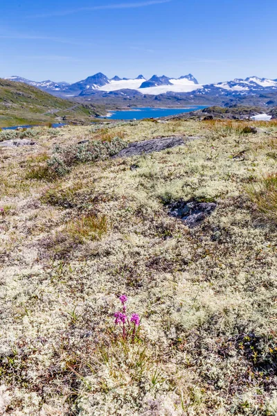 Norveç'in çatısında Peyzaj Sognefjellet — Stok fotoğraf