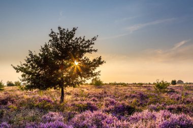 Ginkel Heath Ede çiçek açtı
