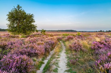 Ginkel Heath Ede çiçek açtı