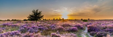 Ginkel Heath Ede çiçek açtı