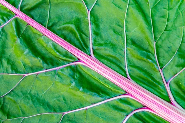 Hoja de primer plano arcoíris acelga —  Fotos de Stock