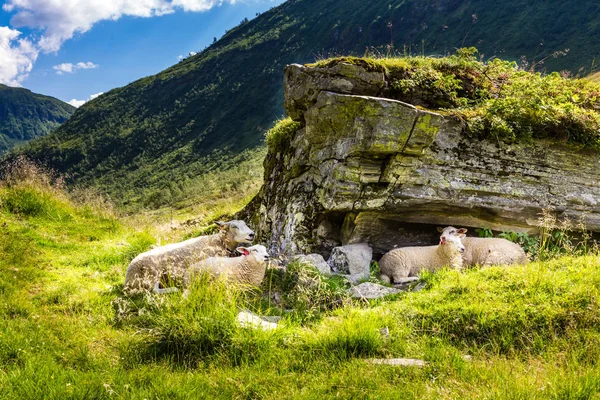 Norwegische Schafe im Schatten — Stockfoto