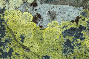 Norveç'te Liken yakın çekim