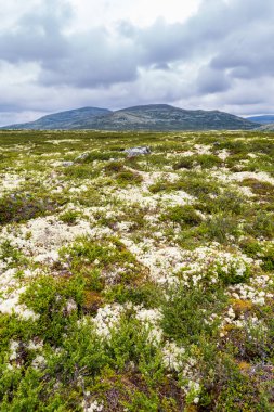 Rondane Milli Parkı Norveç'te