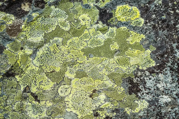 Lichen närbild i Norge — Stockfoto