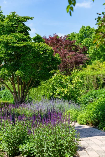 Kleurrijke zomertuin design — Stockfoto