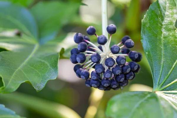 Hedera sarmaşığı veya çalı sarmaşığı