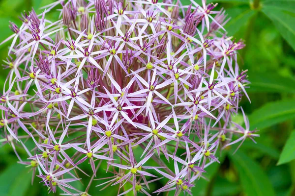Purple flowers of onion — Stock Photo, Image