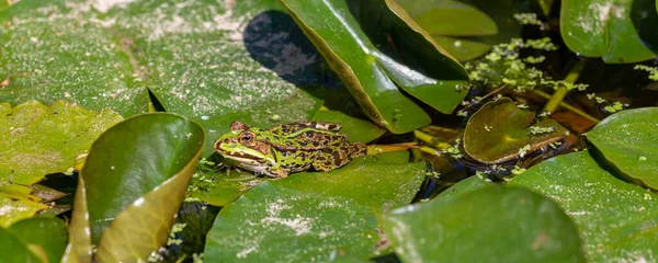 Green frog in a pond — Stock Photo, Image