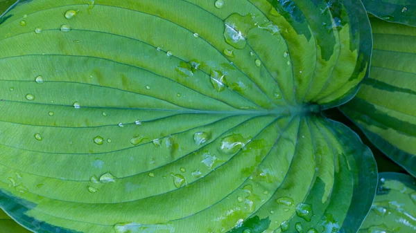 Hosta rostlinné listy — Stock fotografie