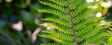 Genç eğreltiotu yaprağı web pankartı