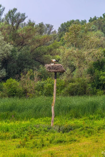 Yuvasında yavru kuşlarla leylek — Stok fotoğraf