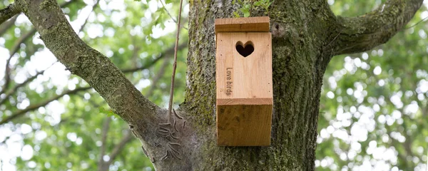 Procession caterpillar nest on a tree — Stock Photo, Image