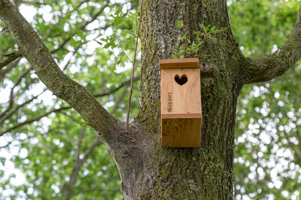 Гнездо гусеницы на дереве — стоковое фото