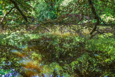 Yansıyan ağaç ile arkaplan
