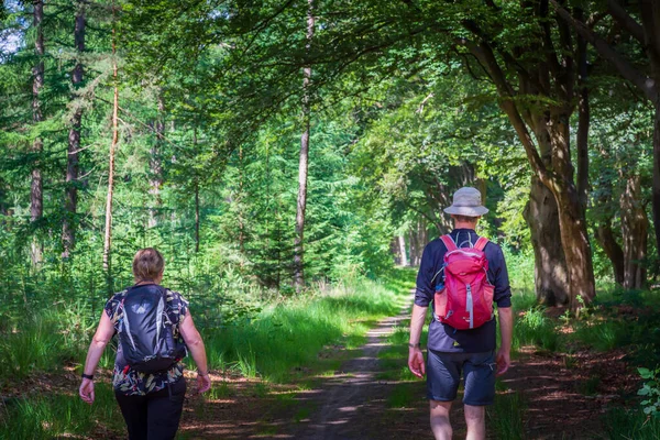 Hiking in the forest — Stock Photo, Image