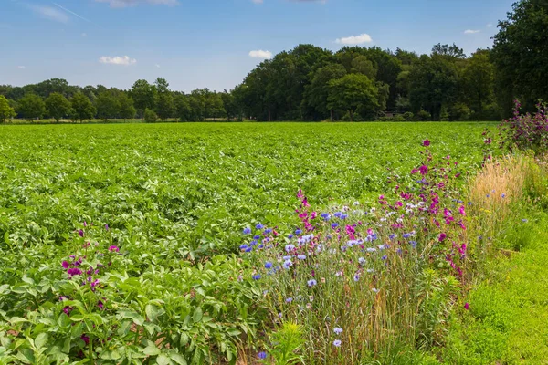 Agricultura integradora de la naturaleza en los Países Bajos — Foto de Stock