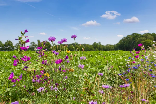 Agricultura integradora de la naturaleza en los Países Bajos —  Fotos de Stock