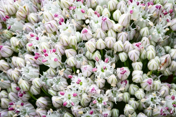 ネギ植物の花。 — ストック写真