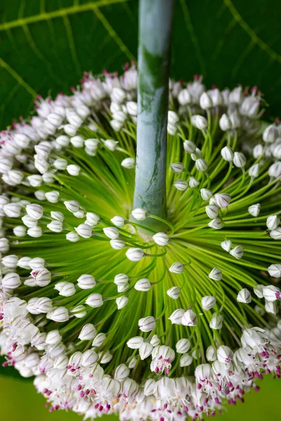 Flower of Leek plant — Stock Photo, Image