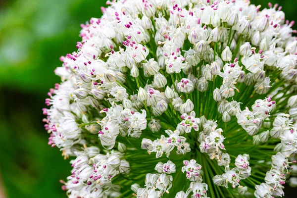 Flower of Leek plant — Stock Photo, Image