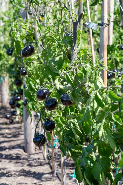 Tomat hitam indigo — Stok Foto