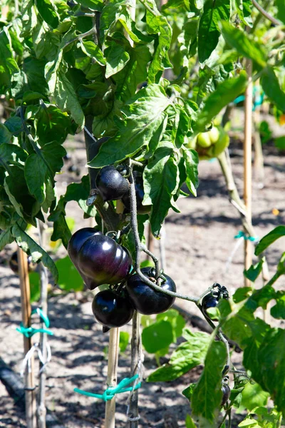 Indigo zwarte tomaten — Stockfoto