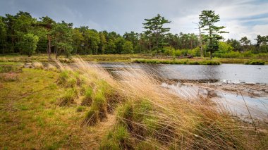 Peyzaj Nefreti ve Overasseltse Vennen Hollanda