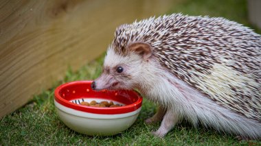 African white- bellied hedgehog clipart