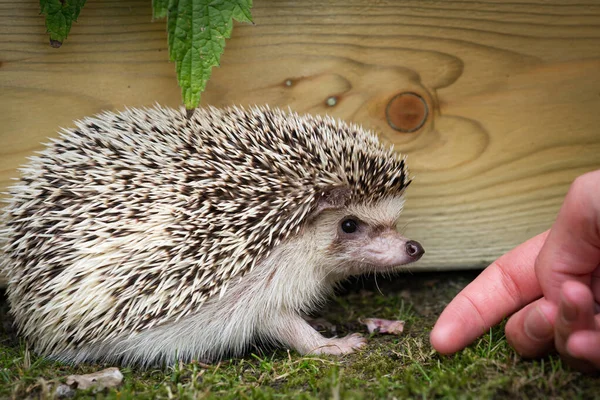 African white- bellied hedgehog — Stock Photo, Image