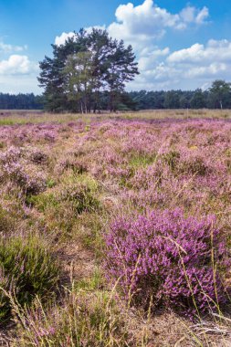 Çiçekli fundalık Veluwe Hollanda