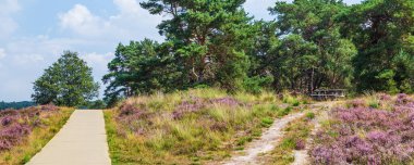 Çiçekli fundalık Veluwe Hollanda