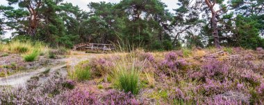 Çiçekli fundalık Veluwe Hollanda