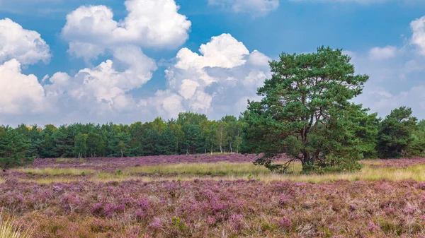 Blooming heather Veluwe Netherlands — Stock Photo, Image